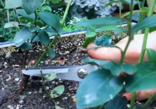 盆栽蓝莓秋天如何管理
