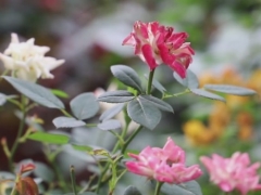 怎么让月季开花又多又大