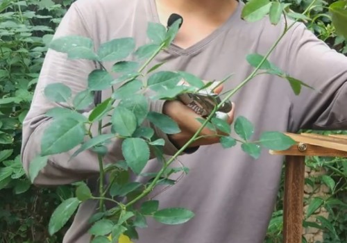怎么让月季开花又多又大2