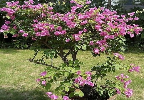 三角梅为什么开花少 开花少怎么办