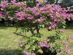 三角梅为什么开花少 开花少怎么办
