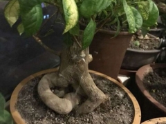 三角梅老桩养根方法