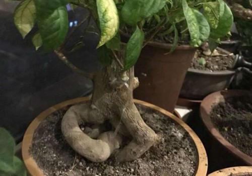 三角梅老桩养根方法