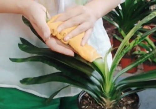 君子兰叶片怎样清理