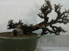 雀梅干叶怎么治