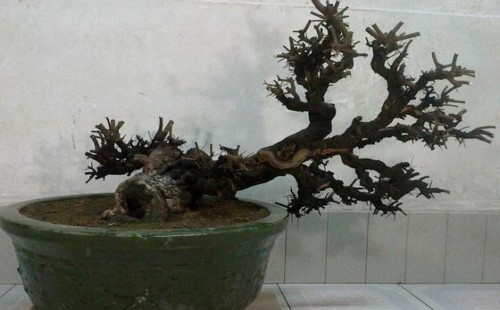 雀梅干叶怎么治