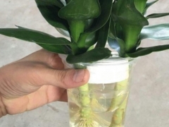 观音竹水培好还是土培好