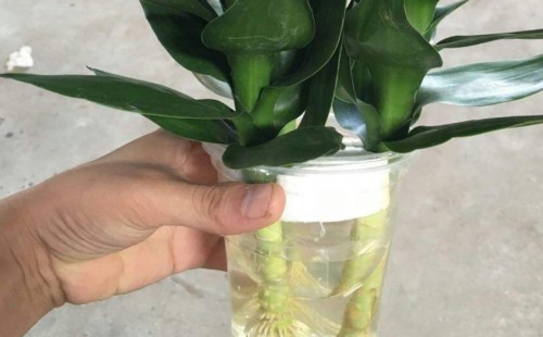 观音竹水培好还是土培好