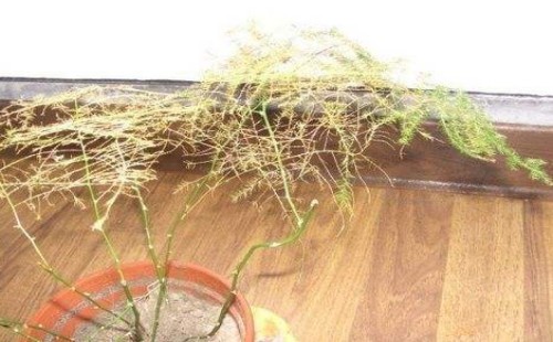 文竹枝干发黄还有救吗 能救活吗