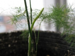 文竹一年萌发几次新芽
