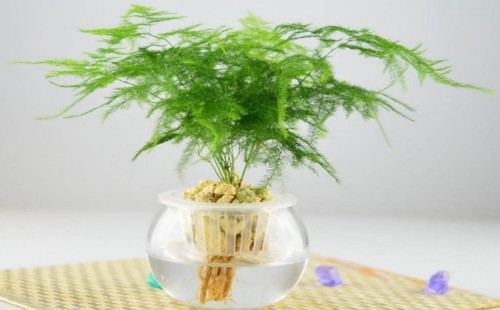 文竹能剪一截水养吗