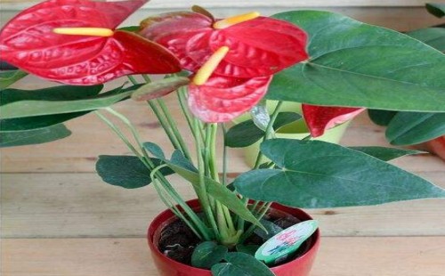 红掌可以用啤酒浇灌吗