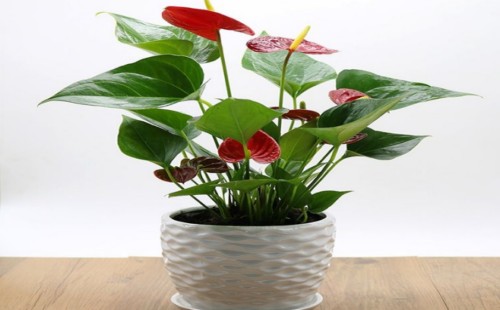 红掌怎么移植小苗
