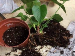 红掌移植的方法与技巧