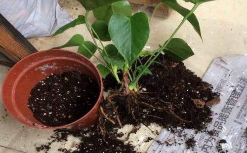 红掌移植的方法与技巧1