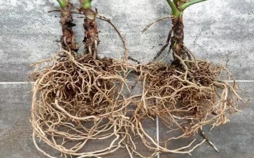 红掌移植的方法与技巧5