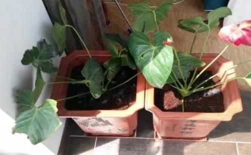 红掌移植的方法与技巧8