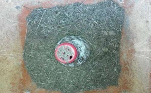 红掌移植的方法与技巧7