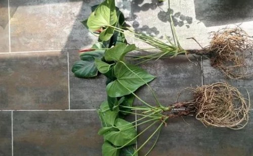 红掌移植的方法与技巧4