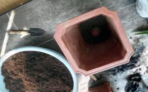 红掌移植的方法与技巧2
