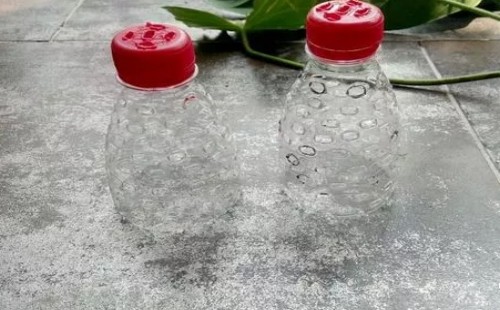 红掌移植的方法与技巧6