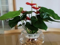 红掌水养好还是土养好