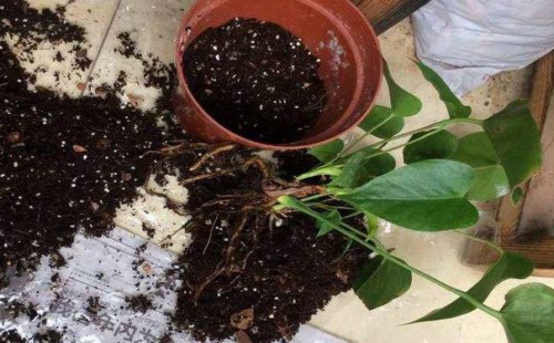 夏天可以给红掌换盆吗