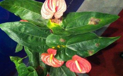 红掌花褪色怎么回事