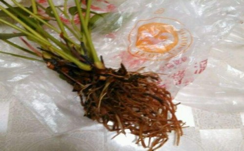 红掌晾根多久才能上盆