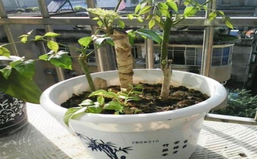 盆栽幸福树如何养根