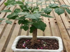 幸福树树干腐烂怎么办