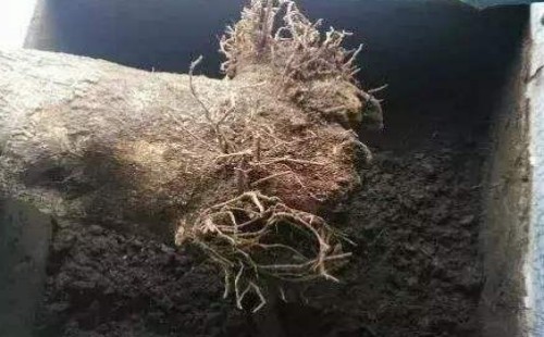 幸福树烂根后重新生根方法