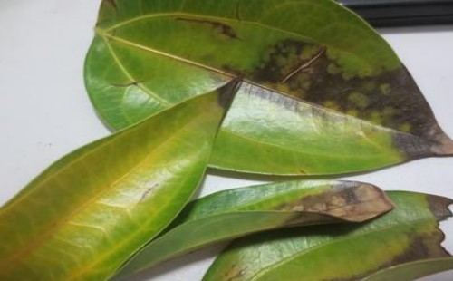 平安树感染枯斑病怎样治疗