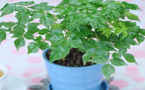 盆栽幸福树能不能晒太阳