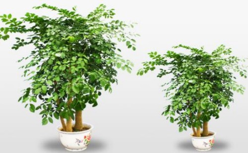 如何让幸福树发新芽