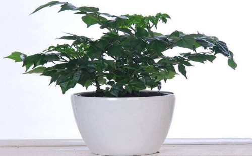 幸福树耐阴吗