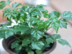 幸福树喜欢阳光吗