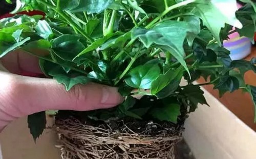幸福树秋天能换盆吗