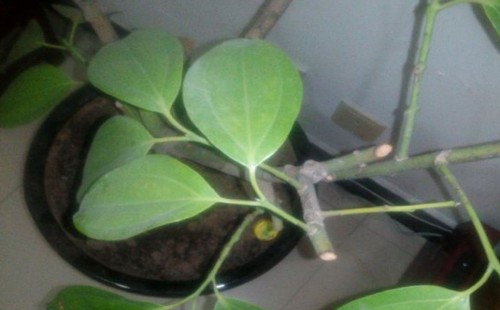 新买的平安树怎么换土