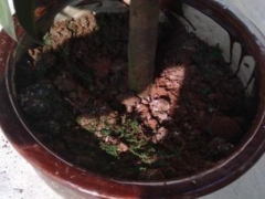 平安树夏天可以移盆吗
