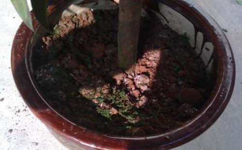 平安树夏天可以移盆吗