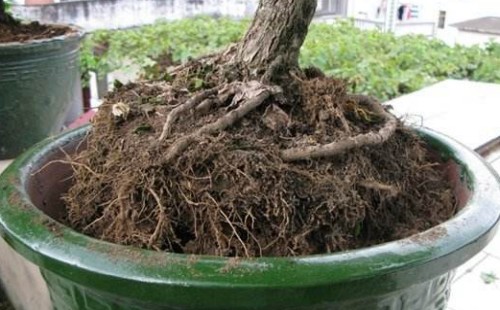 平安树树根腐烂急救法