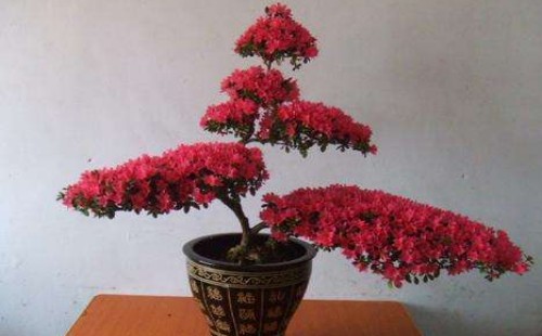 杜鹃叶子发红怎么回事 怎么处理