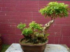 荆树疙瘩盆景的养护