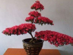 杜鹃叶子发红怎么回事 怎么处理
