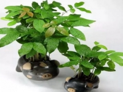 盆栽荔枝的养殖方法