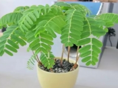酸角树盆栽怎么保养