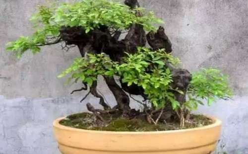 如何使黄荆老树桩发芽