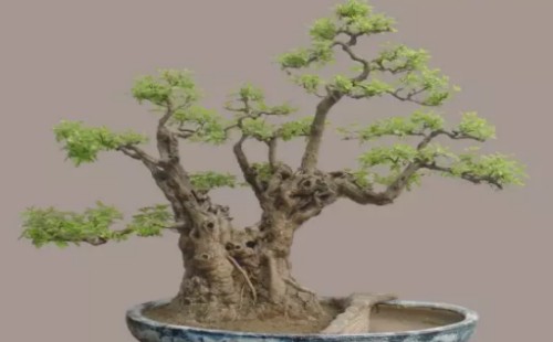 黄荆老桩发芽后怎么养
