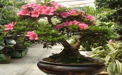 夏鹃盆景如何换盆